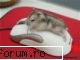 Poze - Un hamster adolescent care incearca sa fecundeze - Caterinca & Profesori